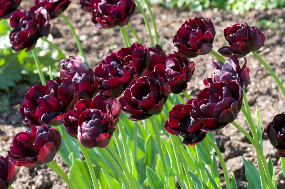Tulipan 'Black Hero'